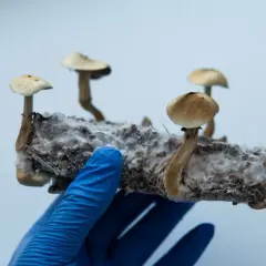 Grzyby psylocybinowe: Zrozum efekty, ryzyka i potencjał terapii