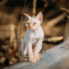 Ile kosztuje Devon Rex? Pełny koszt zakupu i utrzymania