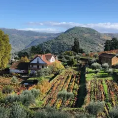 Casas rurales rodeadas de viñedos y olivos en otoño, con colinas verdes al fondo, en la región de Braganza, Portugal.
