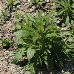 Un cespuglio di erigeron canadensis con foglie verdi e frastagliate cresce su un terreno ghiaioso e secco.