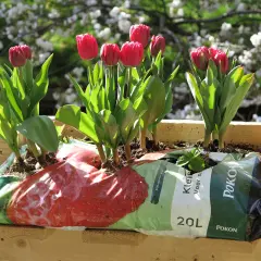 Des tulipes rouges éclosent dans un bac en bois, annonçant les bulbes de printemps.