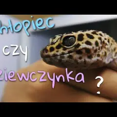 Jak rozpoznać płeć gekona orzęsionego - uniknij błędów przy identyfikacji
