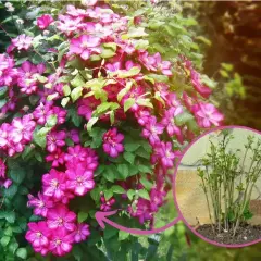 Piękny powoj w donicy, kwitnący na różowo. W małym kółku widać młode pędy, które zapowiadają przyszły clematis uprawa w donicy.
