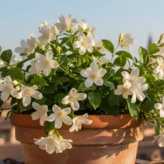 Un jazmín en maceta, con sus delicadas flores blancas y hojas verdes, adorna un balcón con vistas a tejados al atardecer.