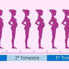 Siluetas muestran cómo cambia el cuerpo de una mujer y cuando empieza a crecer la barriga en el embarazo, hasta el nacimiento.