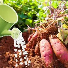 Arrosage de patates douces fraîchement récoltées. L'eau tombe d'un arrosoir vert sur la terre brune et les tubercules rouges.