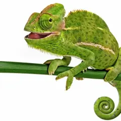 Zielony kameleon z otwartym pyskiem siedzi na gałęzi. Jakby pozował do zdjęcia, niczym w aplikacji.