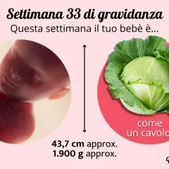 A 33 settimane di gravidanza quanti mesi sono? Il tuo bimbo è grande come un cavolo, lungo 43,7 cm e pesa 1.900 g.