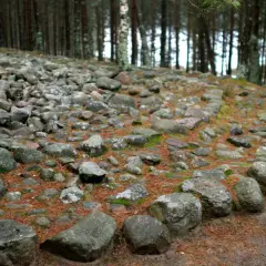 Kamienne kręgi w lesie, otoczone sosnowymi igłami i mchem. Stare kamienie tworzą tajemniczy krąg, jakby świadkowie dawnych opowieści.