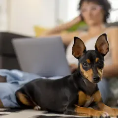Czarny pinczer miniaturowy leży na dywanie obok kobiety pracującej przy laptopie. Jego waga jest idealna do przytulania.