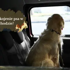 Złoty retriever siedzi w samochodzie, patrząc przez okno. Dymek z tekstem "Co na uspokojenie psa w samochodzie?" i rysunek psa sugerują, jak uspokoić psa podczas jazdy samochodem.