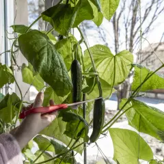 En hand med röda saxar klipper en gurka från en planta. Det är spännande att odla gurka inomhus.