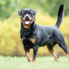 Ein freundlicher Rottweiler, einer von den grossen Hunden, steht im Gras und lächelt.
