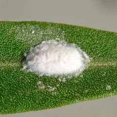 Gros plan d'une cochenille cotonneuse, recouverte de cire blanche, sur une feuille d'olivier verte et texturée.