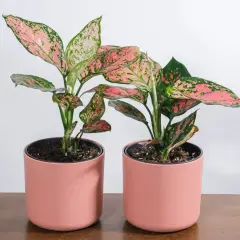 Dwa piękne aglaonema kwiaty w różowych doniczkach, z liśćmi w odcieniach zieleni i różu, stoją na drewnianym blacie.