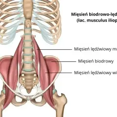 Anatomia mięśnia biodrowo-lędźwiowego, kluczowego dla ruchu biodra. Ból pachwiny po bieganiu może być związany z jego przeciążeniem.