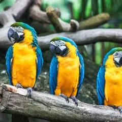 Tres guacamayos azules y amarillos posados en una rama. Parecen soñar con pájaros, listos para volar.