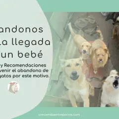 Perros mirando hacia arriba, algunos con la lengua afuera. El texto habla sobre el abandono animal por la llegada de un bebé.