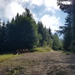 Leśna droga w Przytkowicach prowadzi przez gęsty las. Po lewej stronie widać drewnianą ławkę i stos drewna.