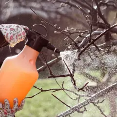 Rękawiczki w kwiaty i pomarańczowy opryskiwacz. Rozpylana mgiełka oleju parafinowego na gałęzie drzewa.