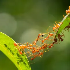 Eine Kolonie von roten Ameisen bildet eine lebende Brücke über ein Blatt. Man fragt sich, wie viele Ameisen leben in einem Ameisenhaufen, wenn sie so zusammenarbeiten.