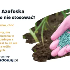 Różowa rękawica trzyma granulat nawozu Azofoska. Dowiedz się, do czego nie stosować tego popularnego nawozu, szczególnie przy roślinach kwasolubnych.