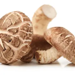 Mehrere braune Shiitake-Pilze mit charakteristischen Lamellen. Ihre gesundheitliche Wirkung ist bekannt.