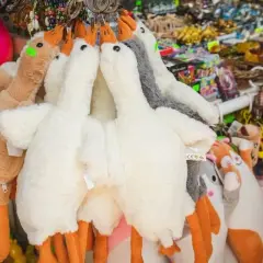 Skąd moda na pluszowe gęsi? Historia Pipy i TikToka