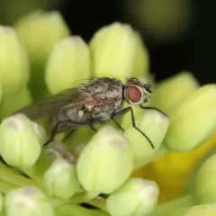 Eine kleine Kohlfliege mit roten Augen sitzt auf hellgrünen Knospen.