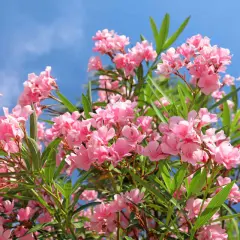 Gros plan sur des fleurs de laurier rose roses éclatantes sous un ciel bleu vif. L'exposition parfaite pour admirer leur beauté.