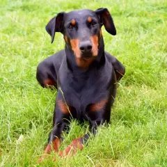 Czarny pies rasy doberman leży na zielonej trawie. Jego sierść jest lśniąca, a oczy uważne. To piękny pies, który wygląda na spokojnego i zrelaksowanego.