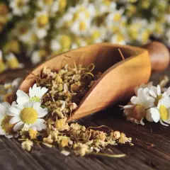 Manzanilla seca en cuchara de madera, flores frescas y aceite, destacando los beneficios de la manzanilla para la salud y el bienestar.