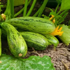 Un gruppo di zucchine verdi striate riposa sulla terra, con fiori gialli e foglie rigogliose che circondano la pianta zucchina.