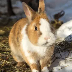 Ein braun-weißes Kaninchen sitzt im Schnee und Stroh. Es ist Winter, aber dieses Kaninchen macht keinen Winterschlaf.