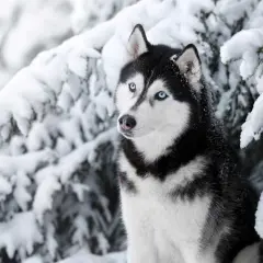 Ile kosztuje szczeniak husky? Sprawdź, co wpływa na cenę pupila