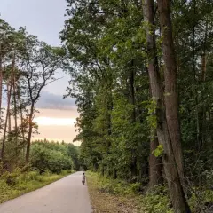 Ścieżka rowerowa wśród drzew. Dziecko na rowerze przemierza lasy radłowskie, gdzie wysokie sosny i dęby tworzą zielony tunel.