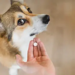 Corgi patrzy na tabletkę. Zastanawiasz się, po jakim czasie działa tabletka na odrobaczenie psa?