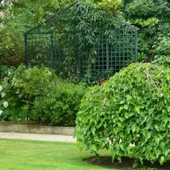 Kaskadowe morwa drzewo w zielonym ogrodzie, obok kamiennego murku i kratownicy porośniętej bluszczem.