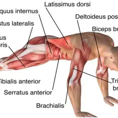 Qué músculos trabaja la plancha y cómo mejora tu entrenamiento