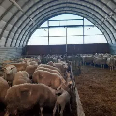 Un gregge di pecore da carne in un ovile moderno, con un agnello tra le madri.