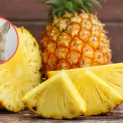Czy pies może jeść ananasa? Słodki ananas i ciekawy piesek na zdjęciu sugerują, że tak, ale z umiarem.