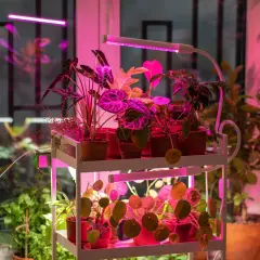 Regał z roślinami doniczkowymi, doświetlanymi różowymi lampami LED. Idealny przykład, jak doświetlić rośliny w domu, by pięknie rosły.
