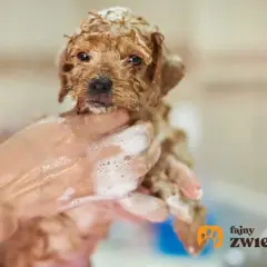 Jak kąpać szczeniaka? Wiek, technika, bezpieczeństwo Kamil Górski radzi