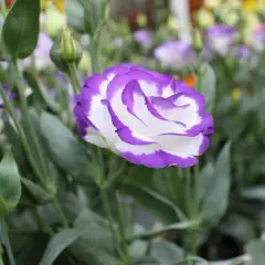 Piękna eustoma w ogrodzie, z fioletowo-białymi płatkami, otoczona zielonymi liśćmi i pąkami.