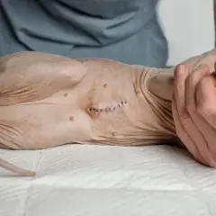 A los cuantos meses esterilizar una gata para su salud y bienestar