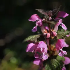 Chwast o fioletowych kwiatach, z drobnymi, nakrapianymi płatkami, kwitnie w cieniu.