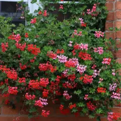 Obficie kwitnące pelargonie bluszczolistne sadzonki w czerwonych i różowych odcieniach zdobią okno, tworząc kaskadę kolorów na tle ceglanej ściany.