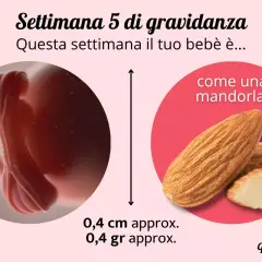 A 5 settimana di gravidanza, il tuo bebè è grande come una mandorla, circa 0,4 cm e 0,4 gr.