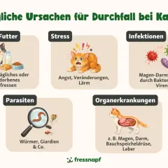 Grafik zeigt mögliche Ursachen für **Katze Durchfall**: Falsches Futter, Stress, Infektionen, Parasiten und Organerkrankungen.