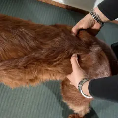 Mains palpant le flanc d'un chien roux. Si mon chien boite, que faire ? Examiner la zone sensible.